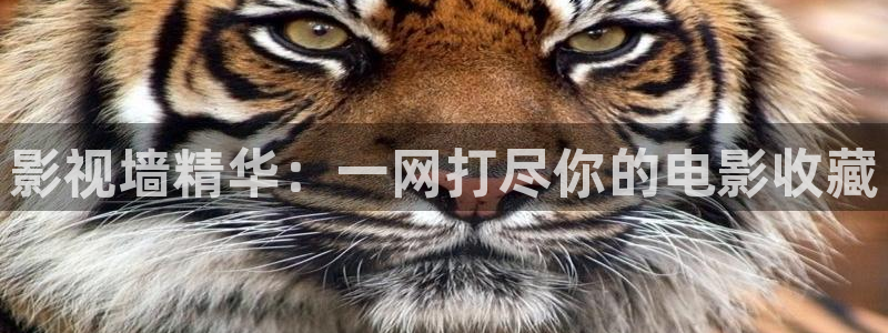 橘子视频苹果下载：影视墙精华：一网打尽你的电影收藏